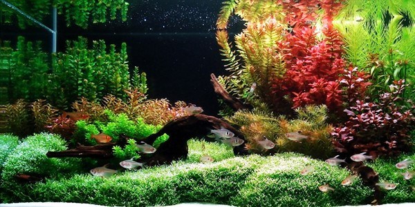 dutch style aquascaping aquatic plants