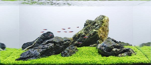 elements of aquascape composition rules principles