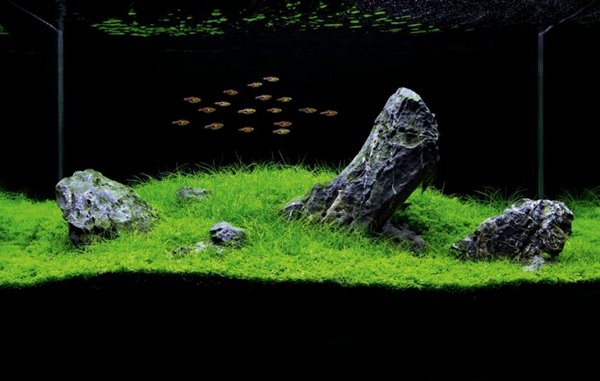 iwagumi style aquarium design stones