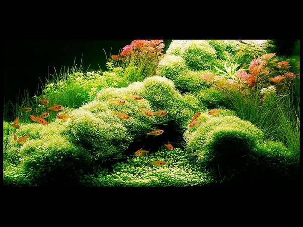 most amazing aquascapes plants fish