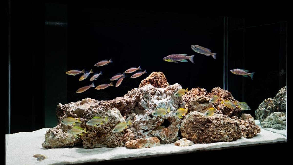 Aquascaping Styles Design Ideas And Mistakes To Avoid