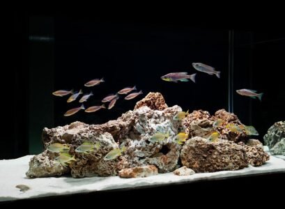 most-popular-aquascaping-styles-rules-of-composition
