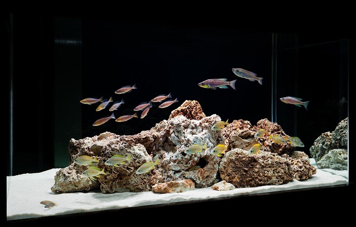 most popular aquascaping styles rules of composition