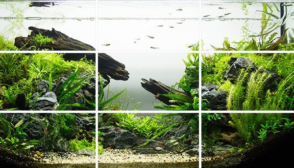 principles of aquascaping rule of thirds