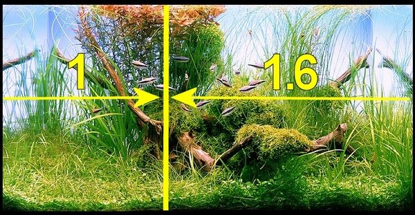 rules and principles of aquascaping golden ratio rule