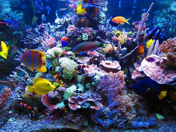 salt water aquarium designs reef plants fish