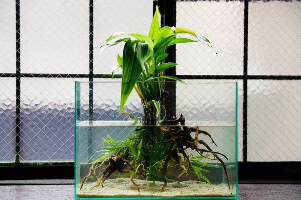 wabi kusa aquarium aquatic plant