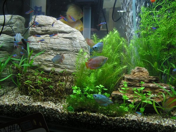 87 Aquarium Design Rules HD Terbaik