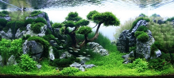 zen garden aquascape design aquarium ideas