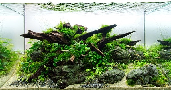 15 plants for aquascape design
