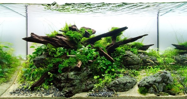 15-plants-for-aquascape-design