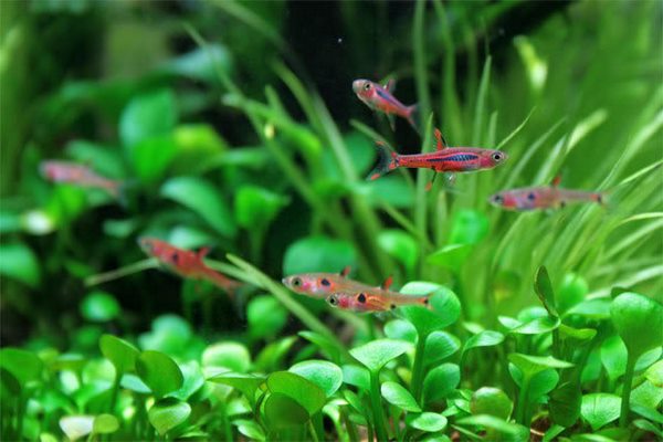 Dwarf water clover carpet flowers aquarium design ideas