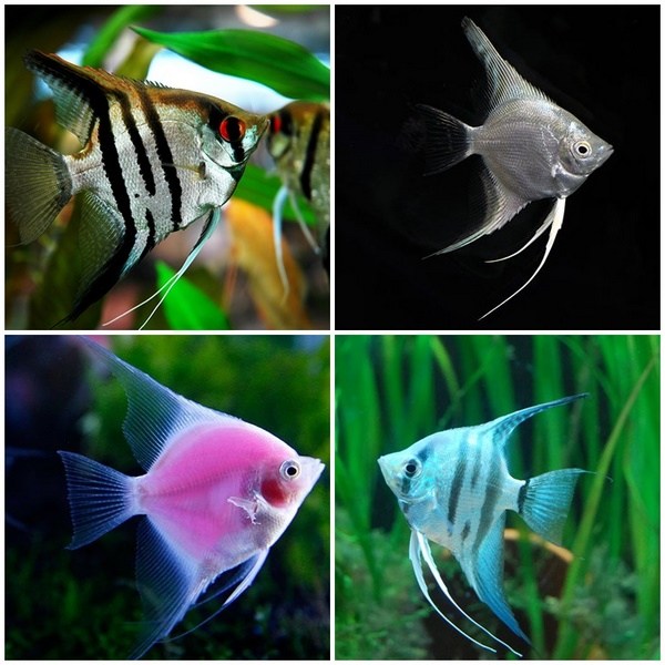 Freshwater Angelfish mid level aquarium fish species