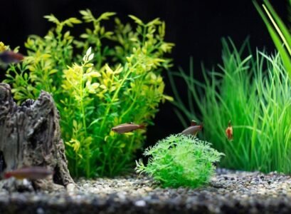How-to-choose-freshwater-aquascaping-fish-species