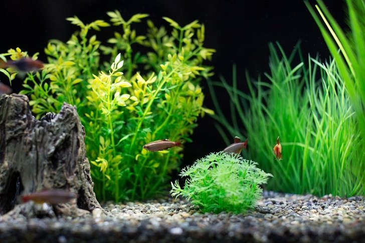 How to choose freshwater aquascaping fish species