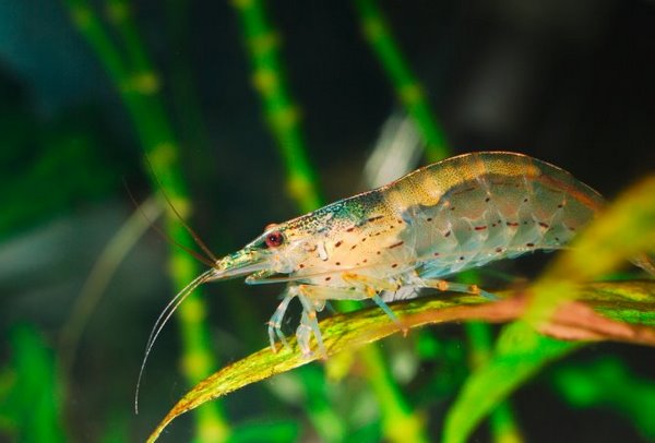 amano shrimp freshwater aquarium fish species