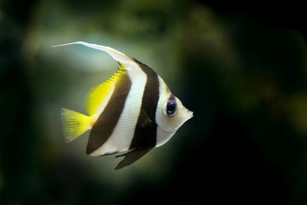 angelfish species best aquascaping fish freshwater aquarium