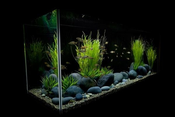 aquarium design how to choose plants for aquascapes