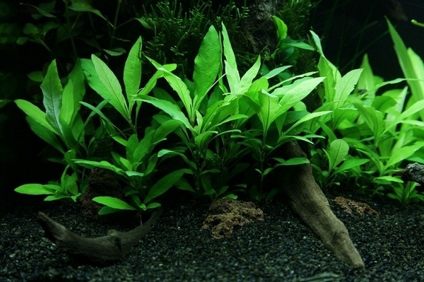 aquarium plants beginners aquascape Hygrophila corymbosa