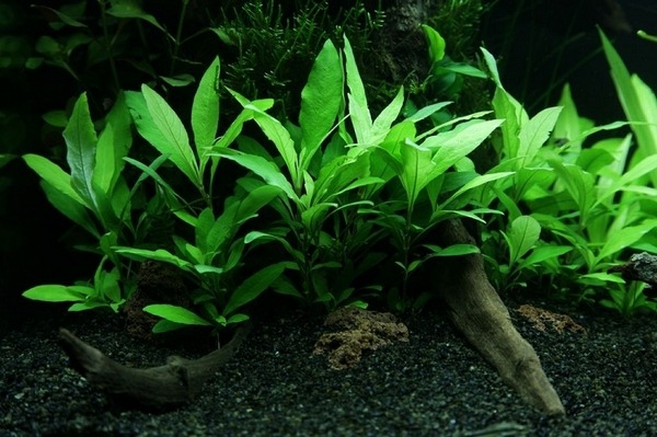 aquarium-plants-beginners-aquascape-Hygrophila-corymbosa