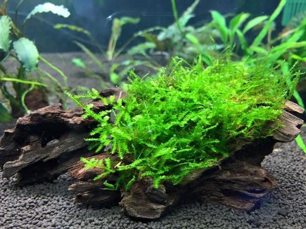 aquascaping design plants java moss driftwood