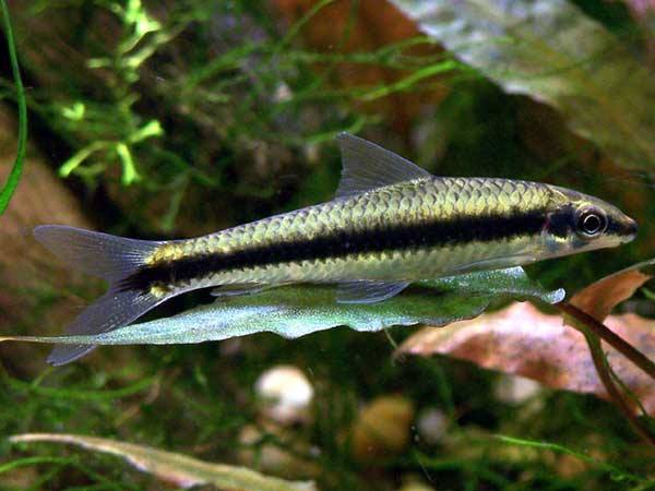aquascaping fish species freshwater aquarium siamese algae eater
