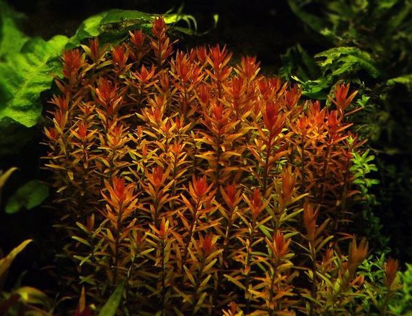 aquascaping plants beginners rotala rotundifolia