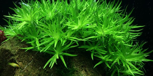 aquatic plants aquascaping ideas Heteranthera zosterifolia