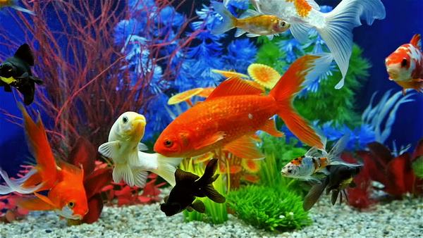 beginners guide fish for freshwater aquarium