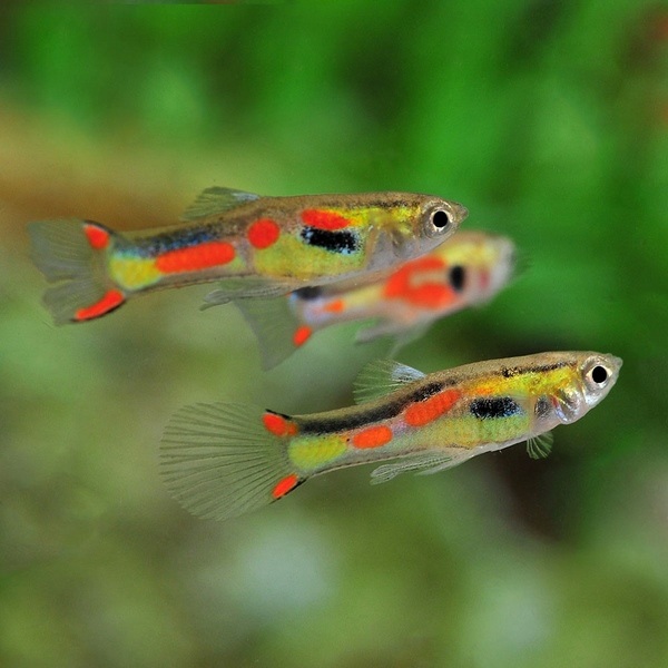 best nano fish for freshwater tank Endlers Livebearer