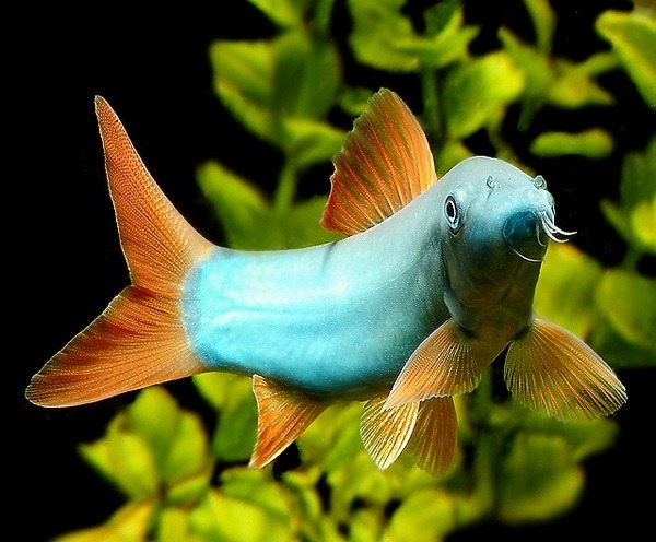 blue botia loach aquarium fish for beginners