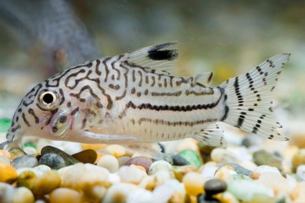 catfish species bottom dwelling fish for aquarium