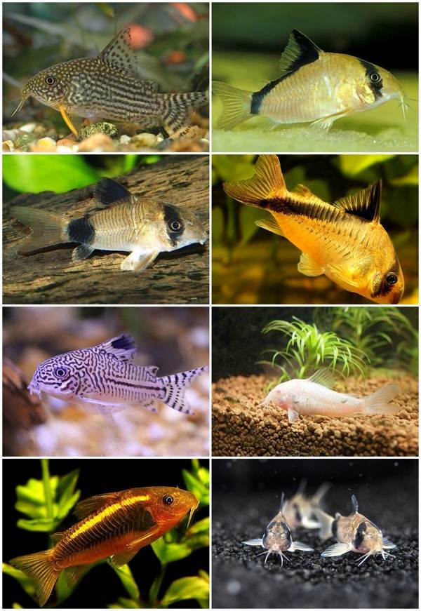 catfish species bottom level species for aquarium with freshwater