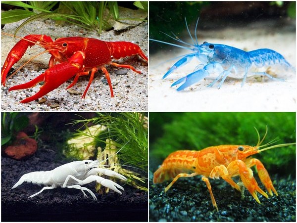 crayfish bottom level aquarium species