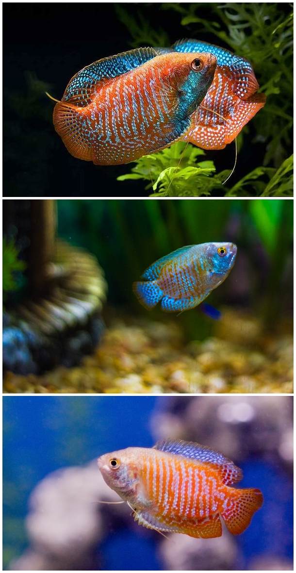 dwarf goirami fish species for aquascaping top level
