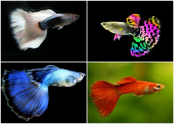 guppies aquarium species for beginners