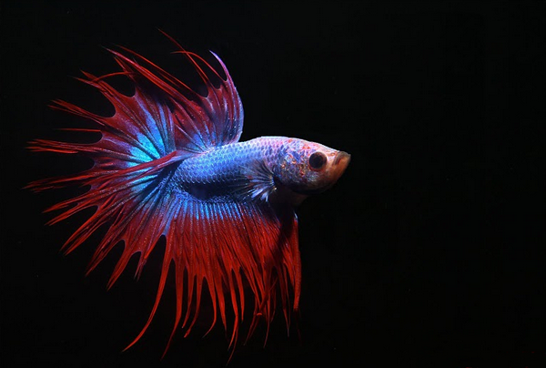 mid level aquascaping fish siamese fighting fish Betta splendens male crowntail