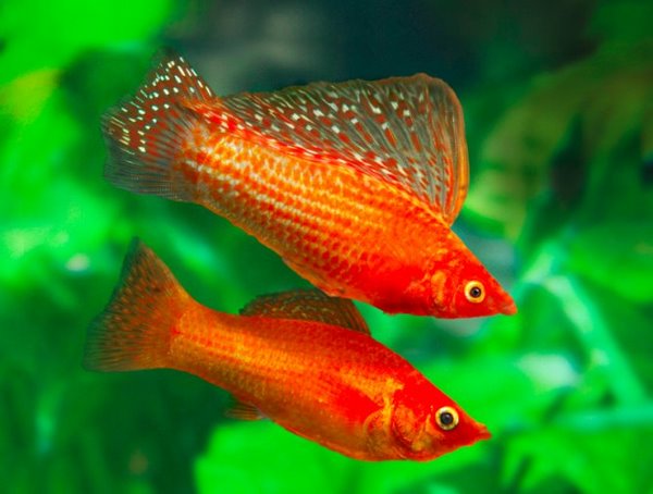 molly fish best species for freshwater aquarium