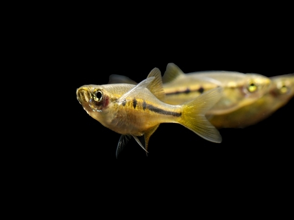 nano fish species for small tank aquascapes indian dwarf