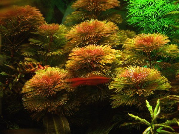 nature aquarium aquascape design plants red Cabomba