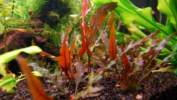planted aquarium background species Cryptocoryne