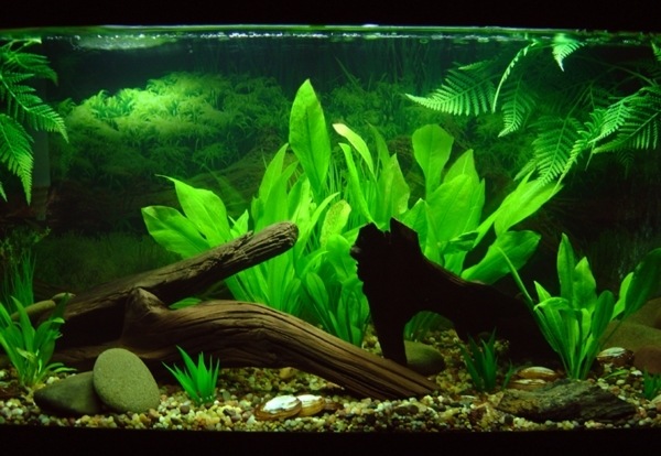 plants for aquascaping background Amazon Sword