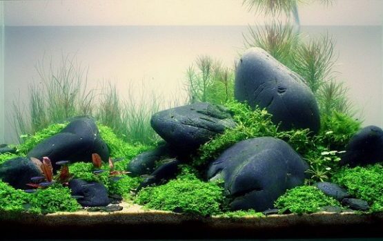 plants-for-aquascaping-designs