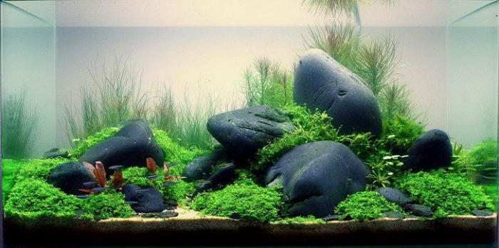 plants for aquascaping designs