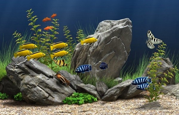 small fish tanks aquariums aquascape designs