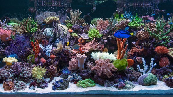 How to start a saltwater aquarium basic rules