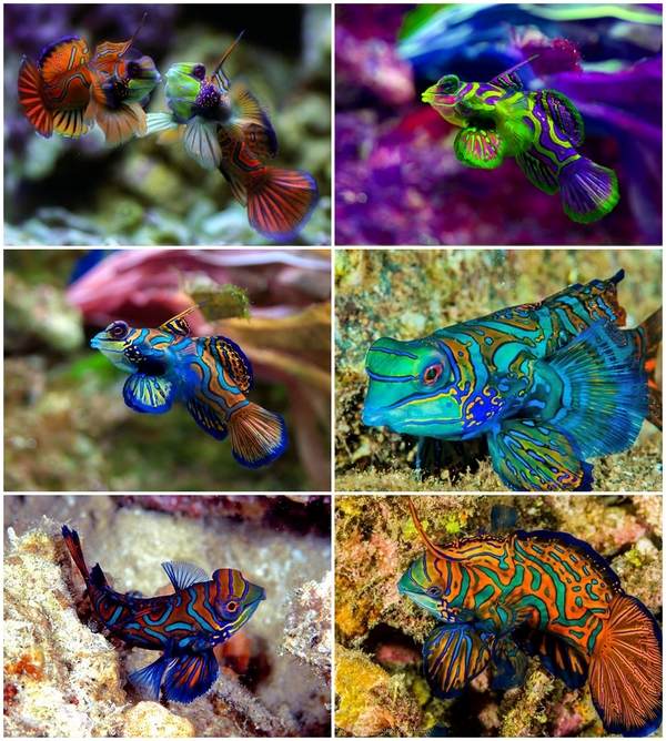 Mandarin fish for saltwater aquarium design