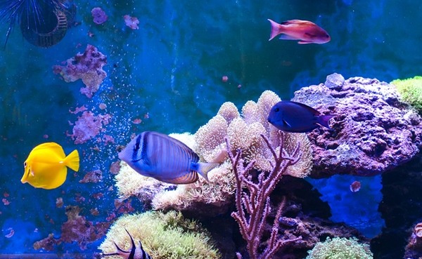 Saltwater aquarium fish species marine fish