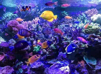 Saltwater-aquarium-fish-species-reef-aquascaping-ideas