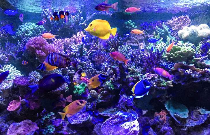 Saltwater Aquarium Fish Species For Beginners Reef Aquascape Designs